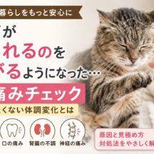 老猫が触られるのを嫌がるようになった時の痛みチェック｜獣医師監修の完全ガイド
