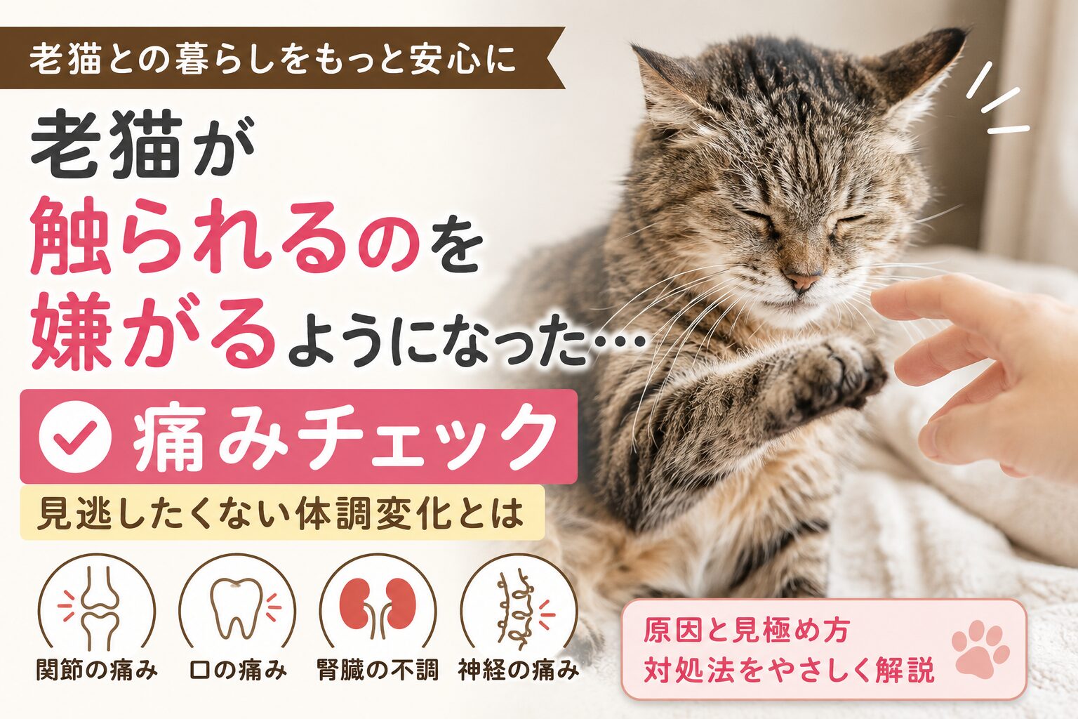 老猫が触られるのを嫌がるようになった時の痛みチェック