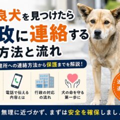 野良犬を見つけたときに行政に連絡する方法と流れ｜通報先・手順を徹底解説