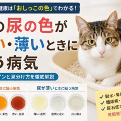 猫の尿の色が濃い・薄いときに疑う病気｜獣医師監修・症状別チェックリスト付き