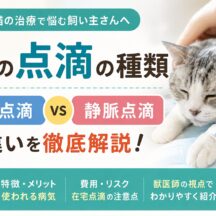 猫の点滴の種類｜皮下点滴と静脈点滴の違いを徹底解説