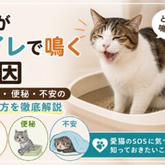 猫がトイレで鳴く原因｜排尿痛・便秘・不安の見分け方を徹底解説