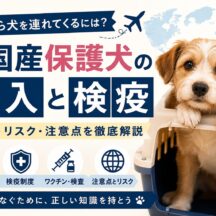 海外から犬を連れてくる・外国産保護犬の輸入と検疫｜手続きの全貌と動物福祉の視点から考える