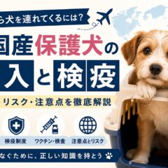 海外から犬を連れてくる・外国産保護犬の輸入と検疫｜手続きの全貌と動物福祉の視点から考える