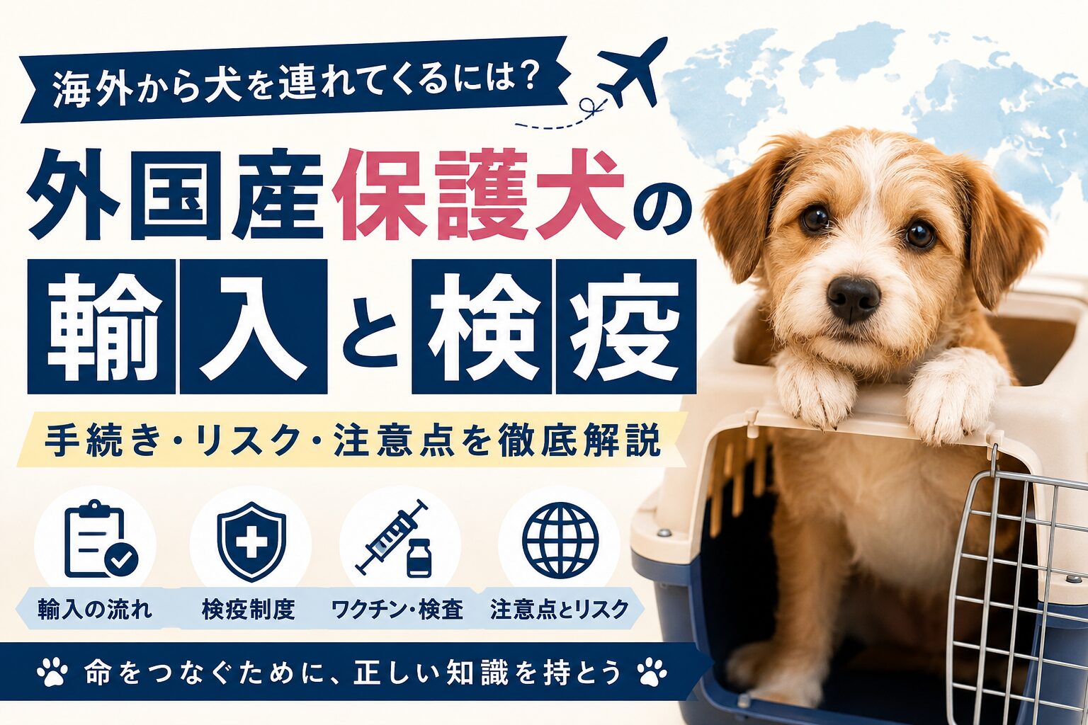 海外から犬を連れてくる・外国産保護犬の輸入と検疫