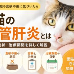 猫の胆管肝炎とは｜黄疸・食欲不振・治療期間をわかりやすく解説