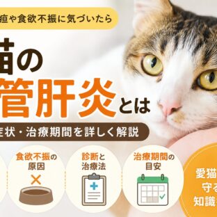 猫の胆管肝炎とは｜黄疸・食欲不振・治療期間をわかりやすく解説