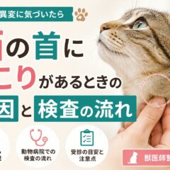 猫の首にしこりがある…それ、放置しないで。原因と検査の流れを獣医師監修レベルで解説