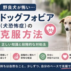 野良犬が怖い・恐怖症（ドッグフォビア）の克服方法｜動物福祉の視点から徹底解説