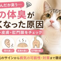 猫の体臭が強くなった原因｜口・耳・皮膚・肛門腺をチェックすべき理由