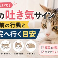 猫の吐き気サイン｜吐く前の行動と病院へ行く目安を獣医師監修レベルで解説