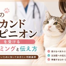 猫のセカンドオピニオンを受けるタイミングと伝え方｜迷わず動ける完全ガイド