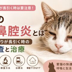 猫の副鼻腔炎とは｜鼻づまりが長引く時の検査と治療を徹底解説