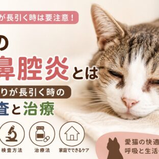 猫の副鼻腔炎とは｜鼻づまりが長引く時の検査と治療を徹底解説