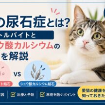 猫の尿石症とは？ストルバイトとシュウ酸カルシウムの違いを獣医師監修で徹底解説