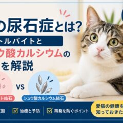 猫の尿石症とは？ストルバイトとシュウ酸カルシウムの違いを獣医師監修で徹底解説