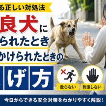 野良犬に吠えられたとき・追いかけられたときの正しい逃げ方｜動物福祉の視点から徹底解説