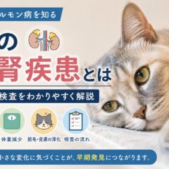 猫の副腎疾患とは｜珍しいホルモン病の症状・原因・検査を徹底解説