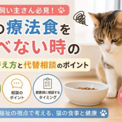 猫の療法食を食べない時の切り替え方と代替相談のポイント【獣医師監修】