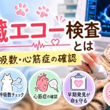 猫の心臓エコー検査とは｜雑音・呼吸数・心筋症を早期に確認する方法