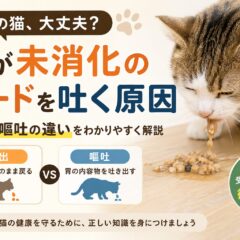 猫が未消化のフードを吐く原因｜吐出と嘔吐の違いを正しく理解して適切に対処しよう