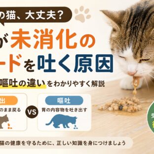猫が未消化のフードを吐く原因｜吐出と嘔吐の違いを正しく理解して適切に対処しよう