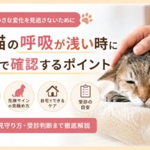 老猫の呼吸が浅い時に自宅で確認するポイント｜獣医師も伝えたい早期ケアの知識
