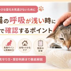 老猫の呼吸が浅い時に自宅で確認するポイント｜獣医師も伝えたい早期ケアの知識