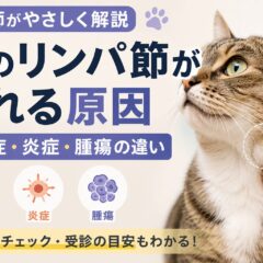 猫のリンパ節が腫れる原因｜感染症・炎症・腫瘍の違いを獣医師監修レベルで解説