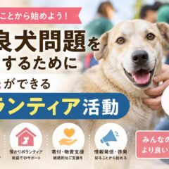 野良犬問題を解決するために市民ができるボランティア活動7選｜動物福祉の現場から