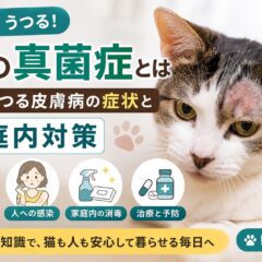 猫の真菌症とは｜人にうつる皮膚病の症状・原因・家庭内対策を徹底解説