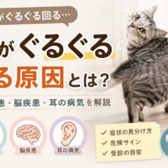 猫がぐるぐる回る原因｜前庭疾患・脳疾患・耳の病気を徹底解説