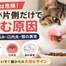 猫が片側だけで噛む原因｜歯の痛み・口内炎・顎の異常を徹底解説