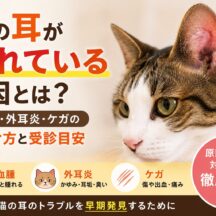 猫の耳が腫れている原因｜耳血腫・外耳炎・ケガの見分け方と正しい対処法