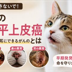 猫の扁平上皮癌とは｜口・鼻・耳にできるがんのサイン・原因・治療法を徹底解説