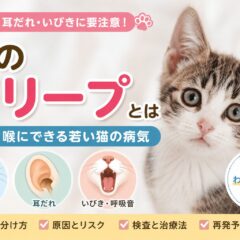 猫のポリープとは｜鼻・耳・喉にできる若い猫の病気を徹底解説