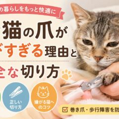 老猫の爪が伸びすぎる理由と安全な切り方｜獣医師監修の完全ガイド