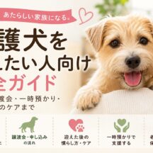 保護犬を迎えたい人向け完全ガイド｜里親・譲渡会・一時預かり・迎えた後のケアまで