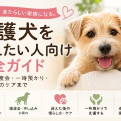 保護犬を迎えたい人向け完全ガイド｜里親・譲渡会・一時預かり・迎えた後のケアまで