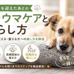 保護犬を迎えたあとのトラウマケアと慣らし方｜専門家も推奨する段階的アプローチ