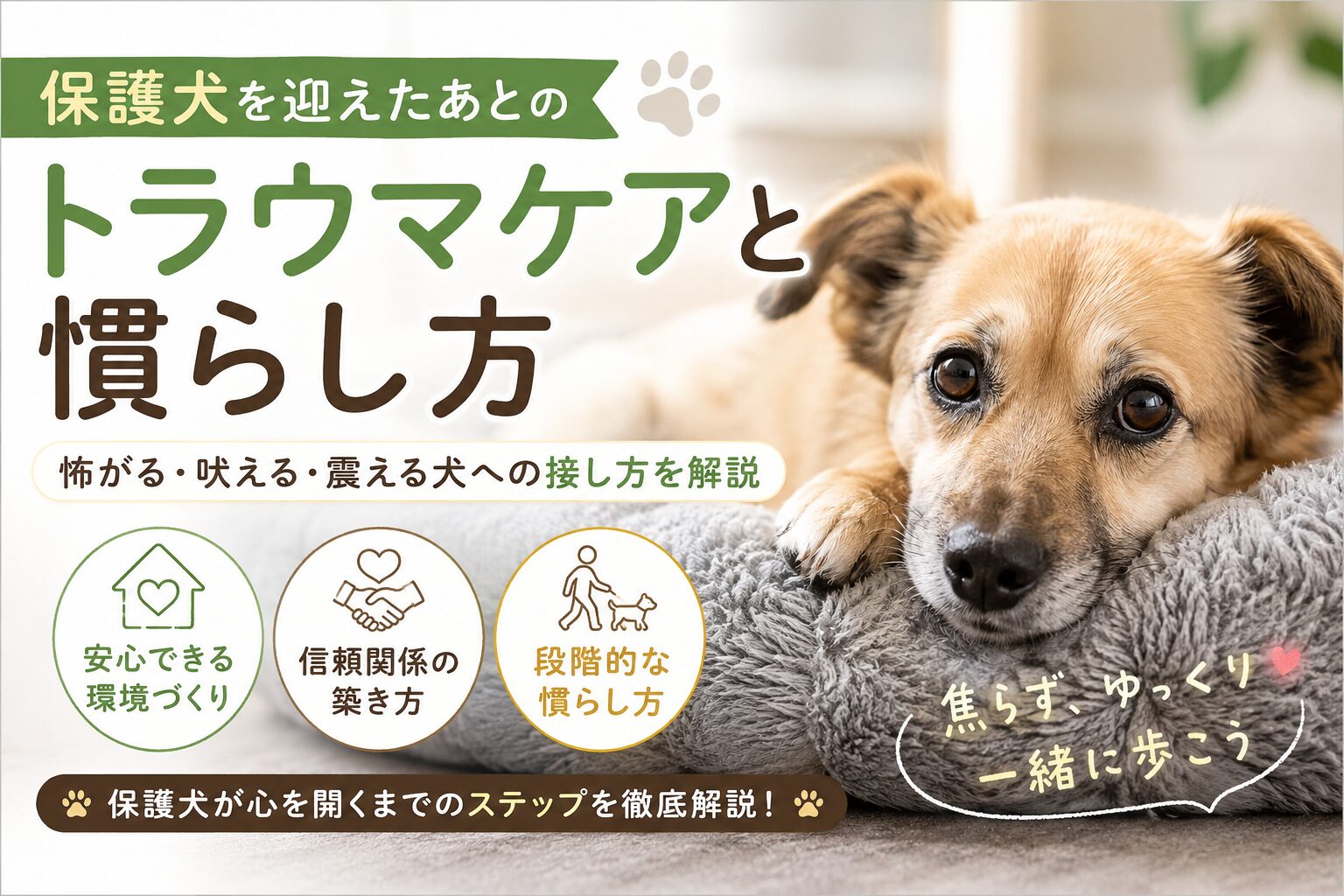 保護犬を迎えたあとのトラウマケアと慣らし方