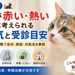 猫の耳が赤い・熱いときに考えられる病気と受診目安【獣医師監修レベルの解説】