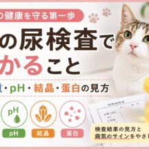 猫の尿検査でわかること｜尿比重・pH・結晶・蛋白の見方と異常値の判断基準