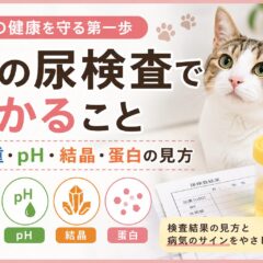 猫の尿検査でわかること｜尿比重・pH・結晶・蛋白の見方と異常値の判断基準