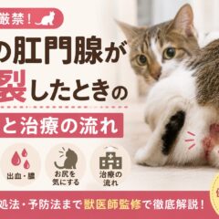 猫の肛門腺が破裂したときの症状と治療の流れ｜早期発見が命を守る