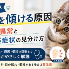 猫が首を傾ける原因｜耳の異常と神経症状の見分け方【獣医師監修レベルの解説】