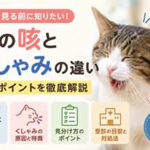 猫の咳とくしゃみの違い｜動画を見る前に知りたい判断ポイント