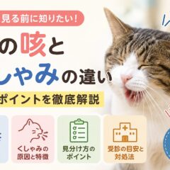 猫の咳とくしゃみの違い｜動画を見る前に知りたい判断ポイント