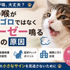 猫の喉がゼーゼー鳴るのはなぜ？ゴロゴロとの違いと今すぐ確認すべき原因・症状まとめ