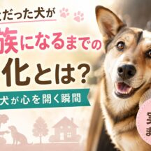 野良犬が家族になるまでの変化・実話まとめ｜保護犬と築く絆の記録